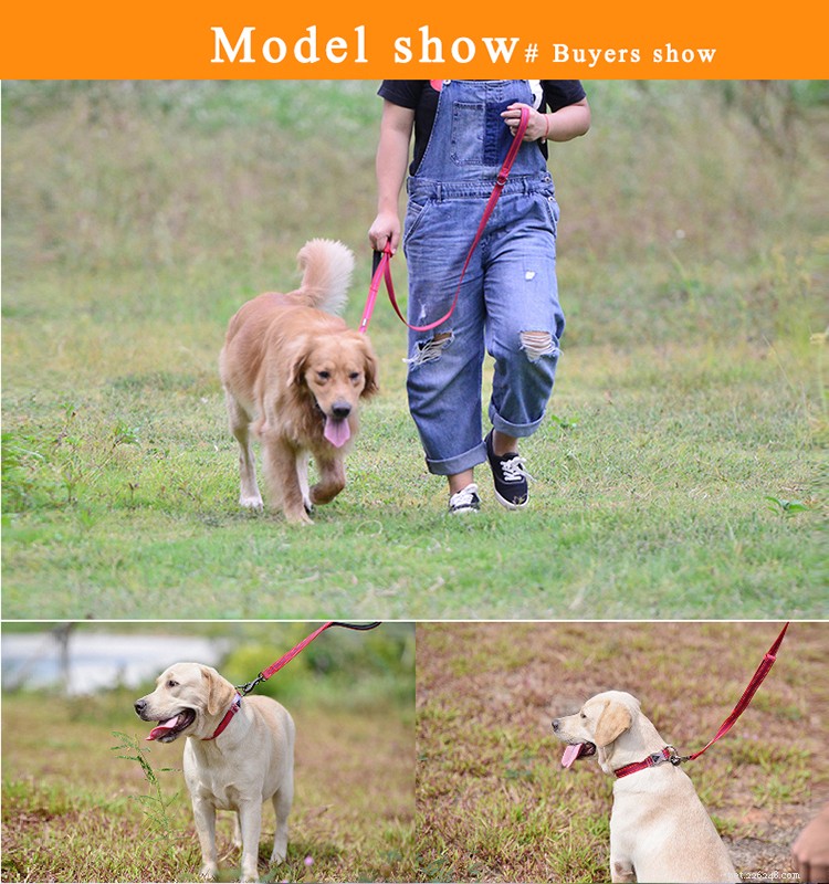 LED Buckle Dog Collars: Safe, Smart Night Walks for You and Your Pet