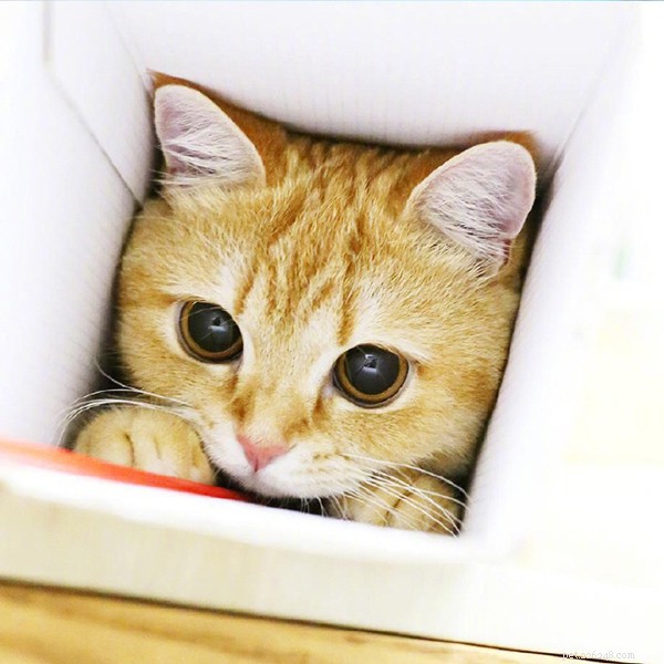 5 Proven Reasons Your Cat Loves to Sleep Beside You