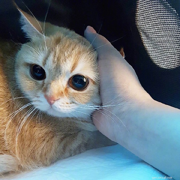 5 Proven Reasons Your Cat Loves to Sleep Beside You