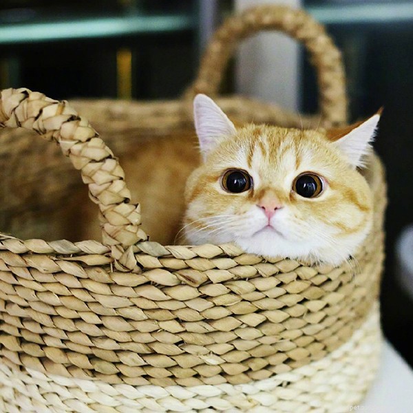 5 Proven Reasons Your Cat Loves to Sleep Beside You