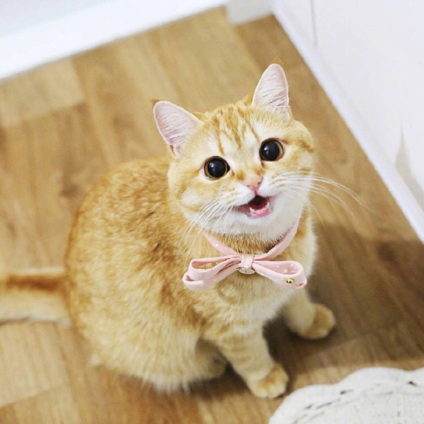 5 Proven Reasons Your Cat Loves to Sleep Beside You