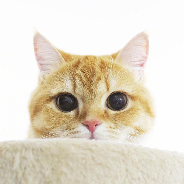 5 Proven Reasons Your Cat Loves to Sleep Beside You