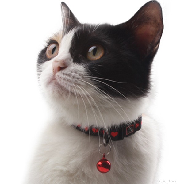 Essential Cat Nutrition: Foods Your Feline Must Avoid
