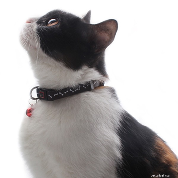 Essential Cat Nutrition: Foods Your Feline Must Avoid