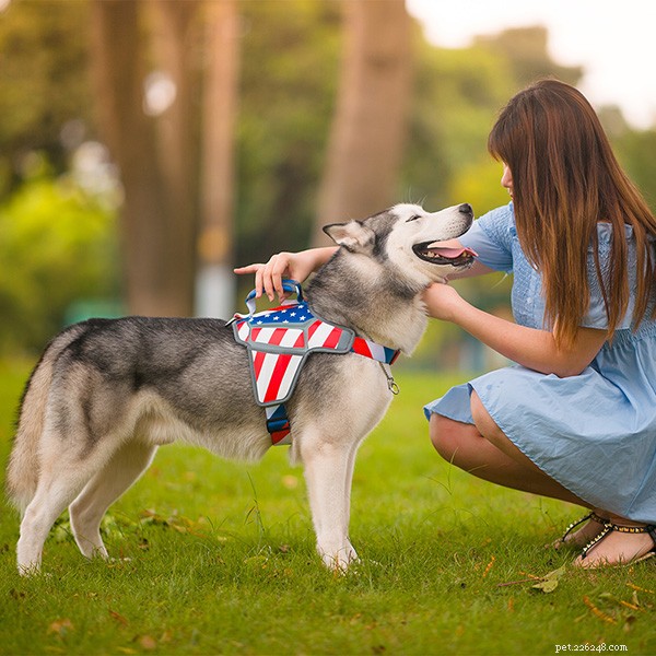 Pet Knowledge: How to Tell if Your Dog Is Truly Full – Expert Feeding Tips