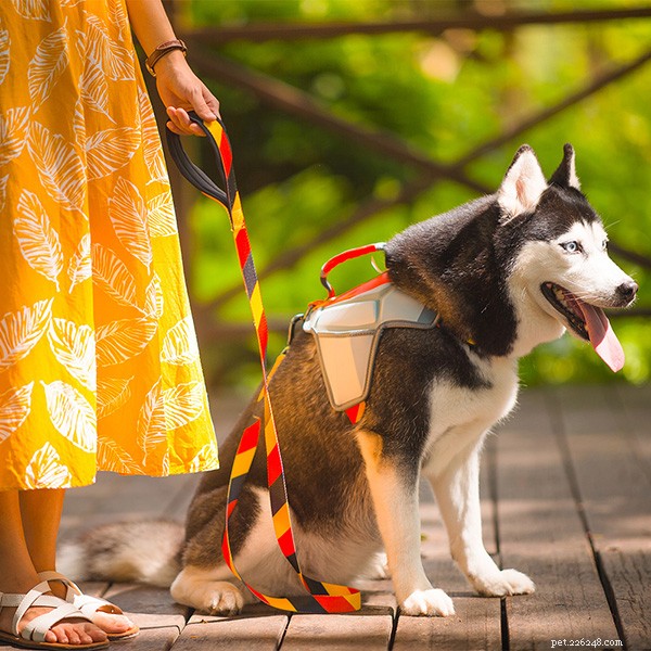 How to Handle Your Dog’s Picky Eating Habits