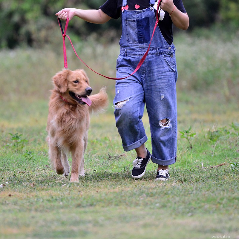 Double‑Handle Dog Leash: The Top Choice for Safe City Walks