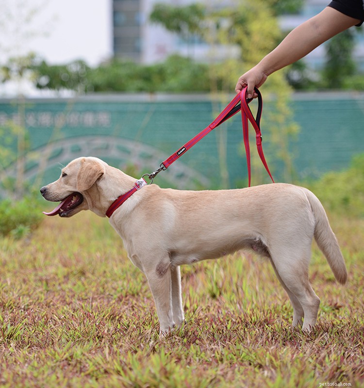 Double‑Handle Dog Leash: The Top Choice for Safe City Walks