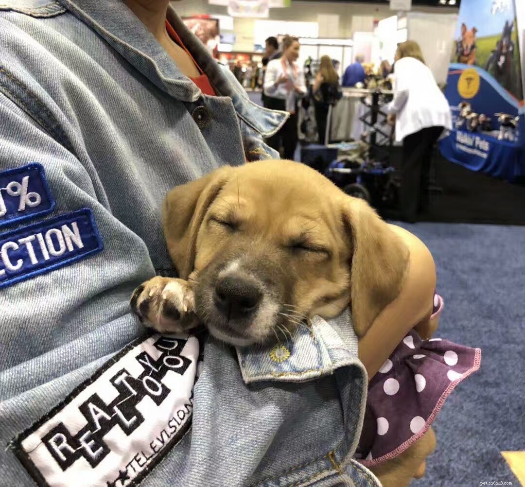 Meet QQPETS at Booth 3852: Orlando Global Pet Expo 2019 – New Products & Exclusive Offers