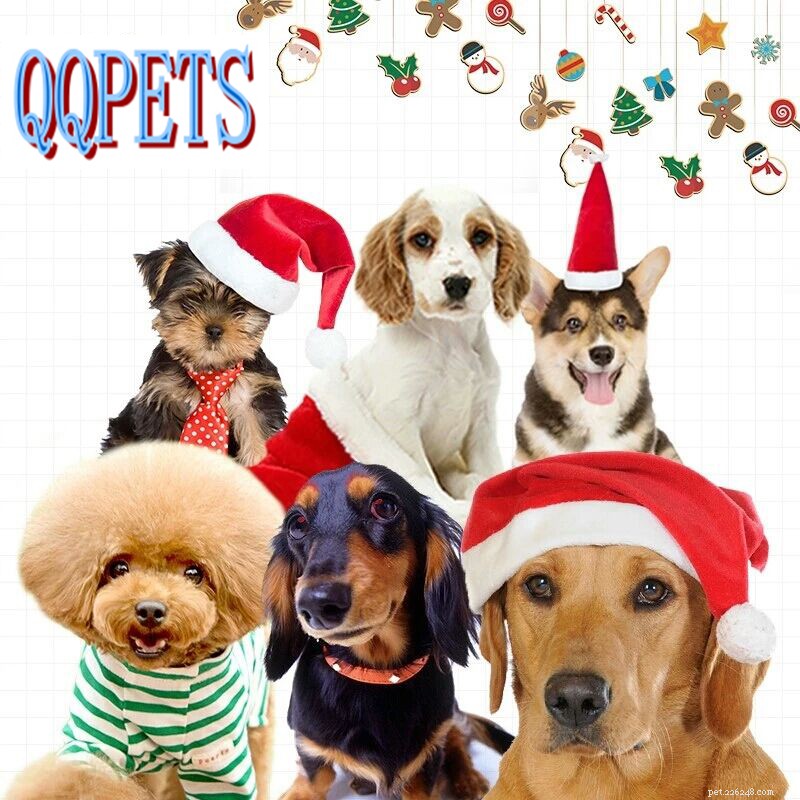 QQPETS 2019 Spring Festival Holiday Announcement & Safety Guidelines