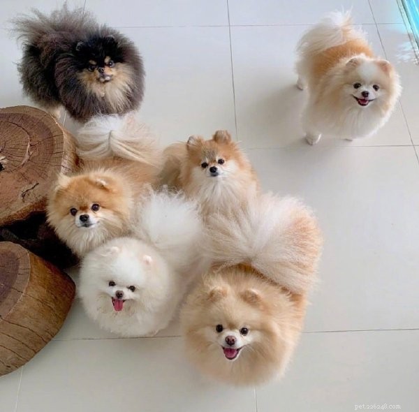 QQPETS Spring Festival Holiday Schedule: January 17–February 3, 2020