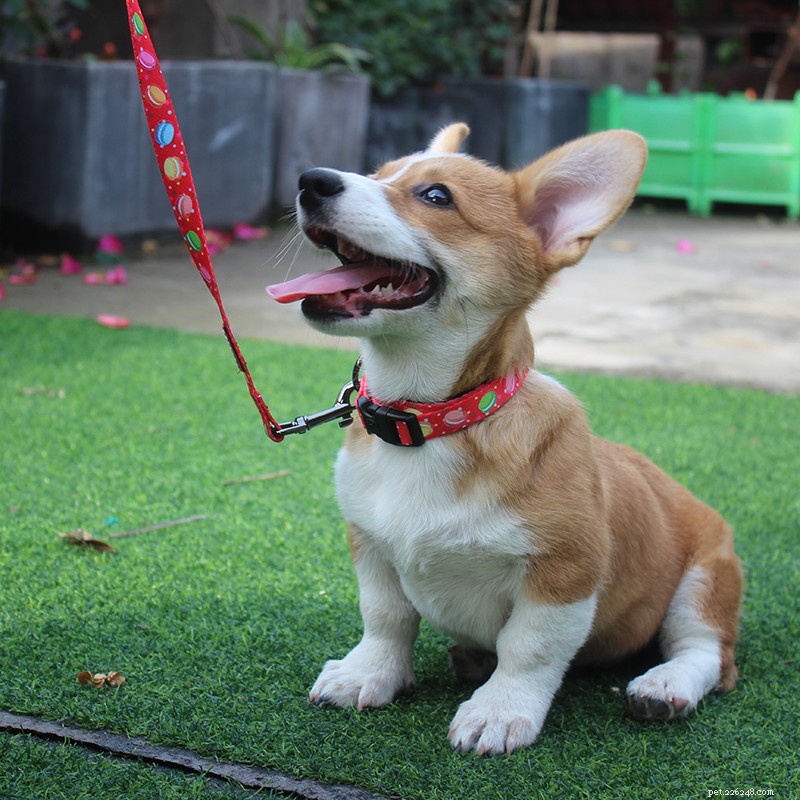 QQPETS Spring Festival Holiday Schedule: January 17–February 3, 2020