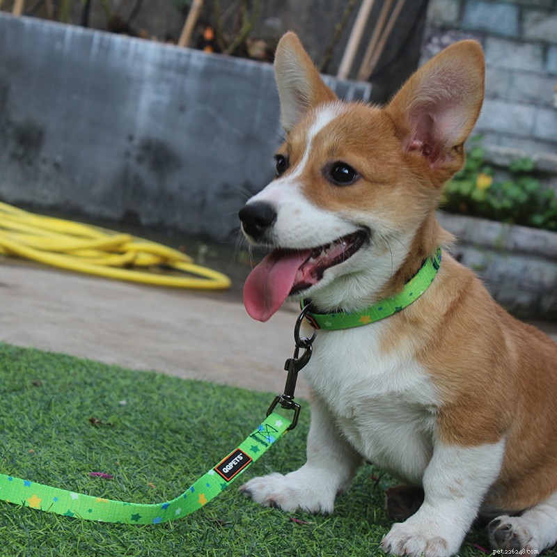 QQPETS Spring Festival Holiday Schedule: January 17–February 3, 2020