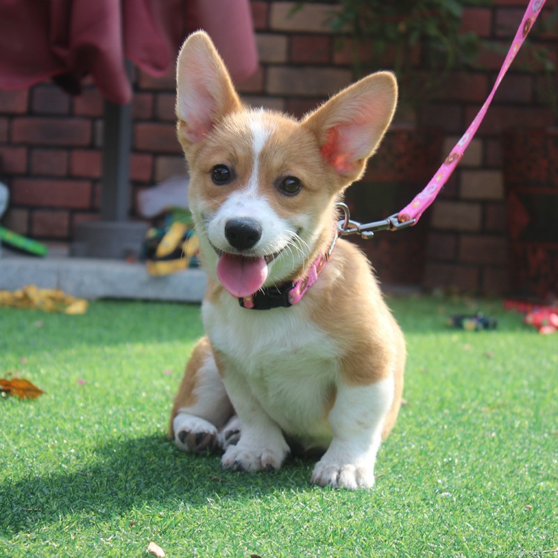 QQPETS Spring Festival Holiday Schedule: January 17–February 3, 2020
