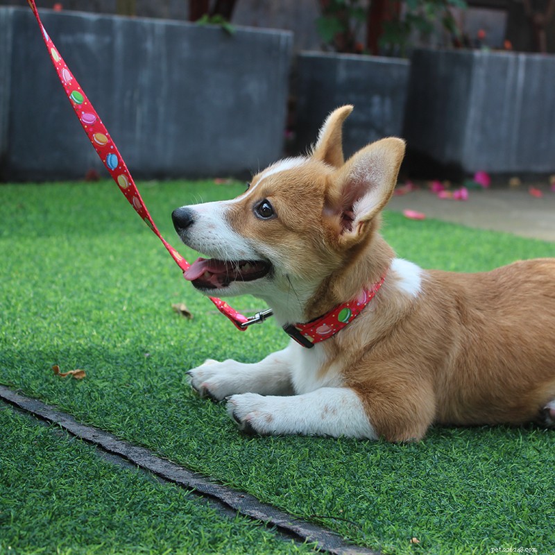 QQPETS Spring Festival Holiday Schedule: January 17–February 3, 2020