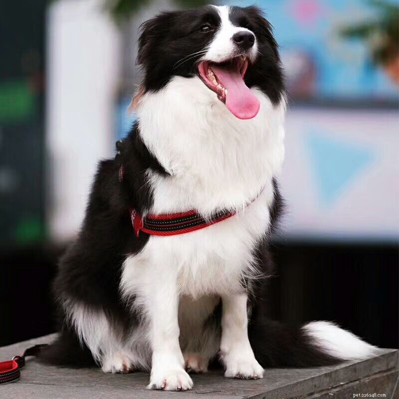 LED Reflective Dog Harness & Leash: The Best Night‑Time Walking Companion