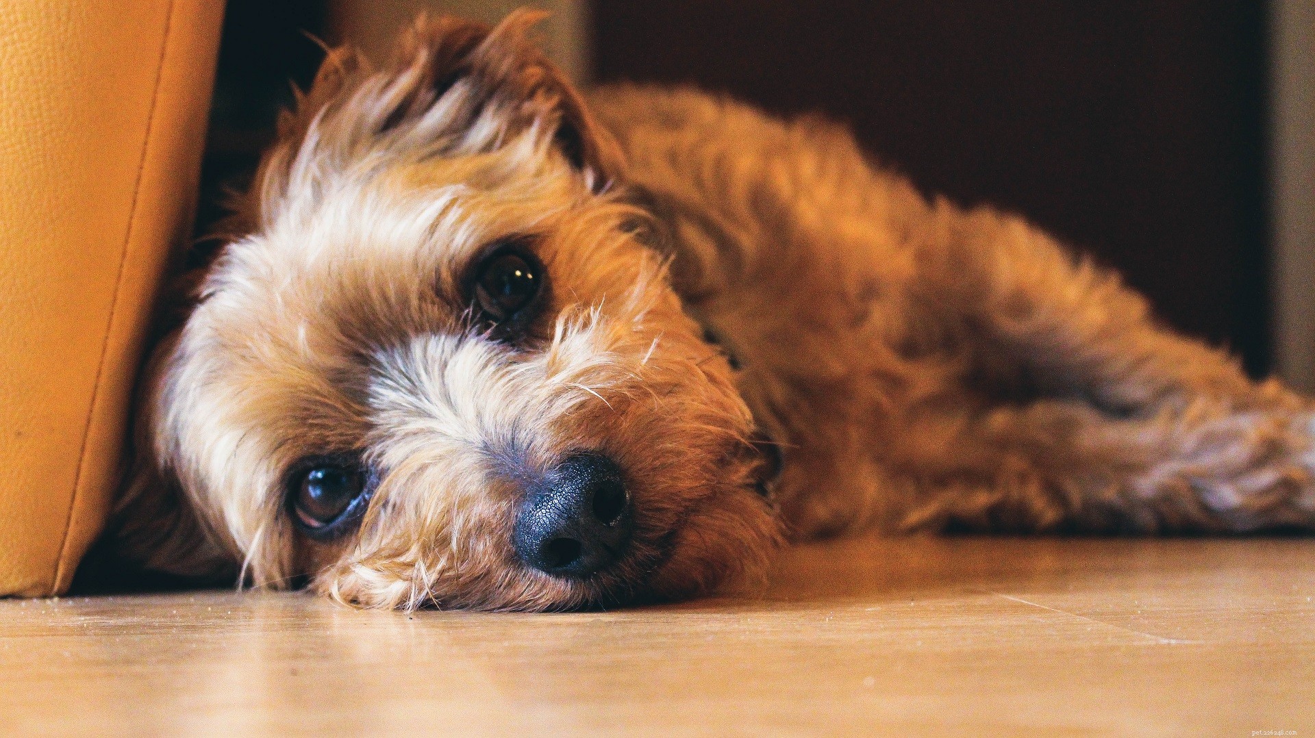 5 Proven Ways to Ease Your Dog’s Anxiety