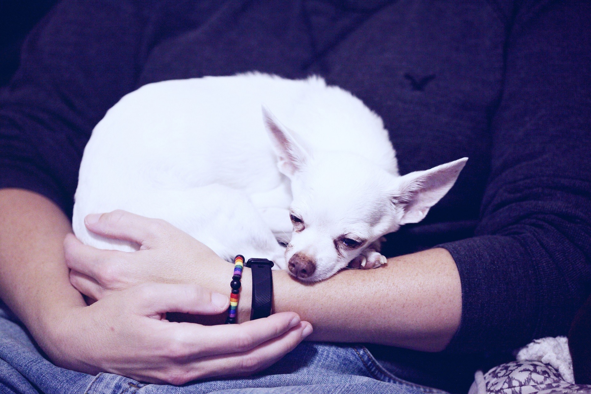 5 Proven Ways to Ease Your Dog’s Anxiety