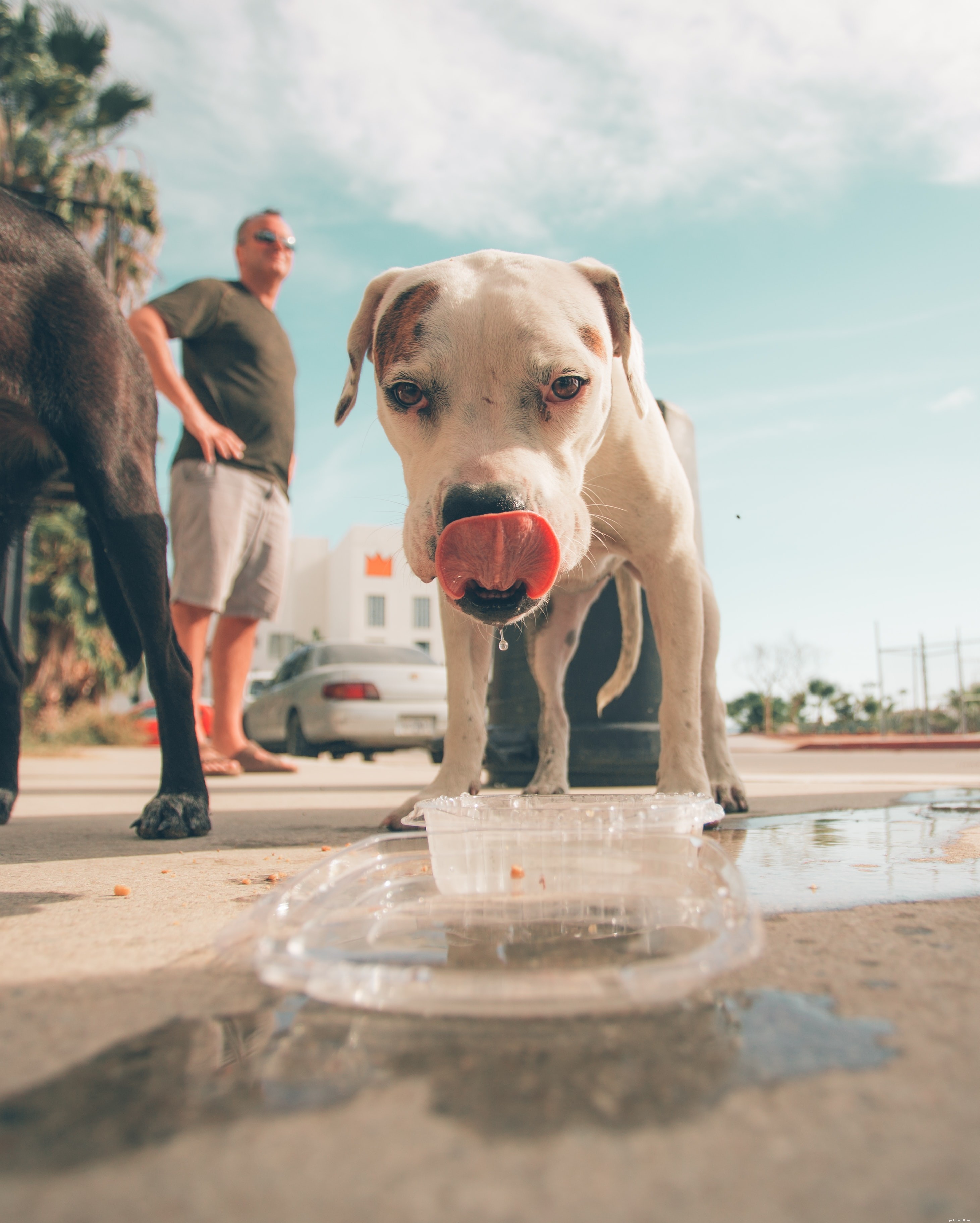 5 Proven Ways to Ease Your Dog’s Anxiety