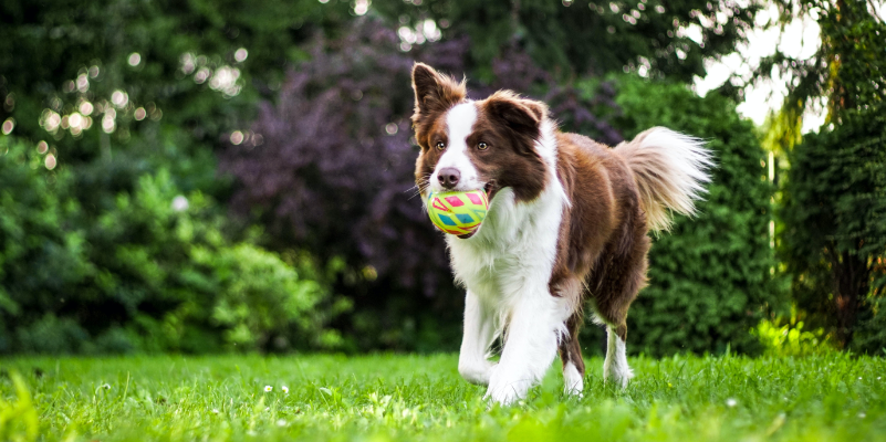 Intriguing Dog Trivia: Uncover the Secrets of Your Furry Companion