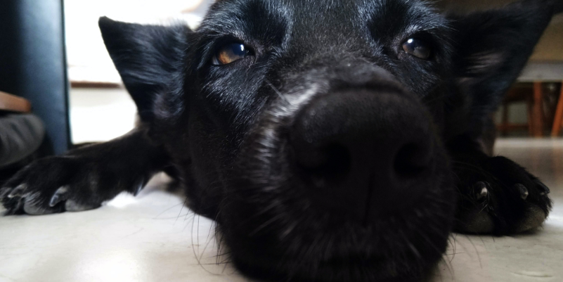 Intriguing Dog Trivia: Uncover the Secrets of Your Furry Companion