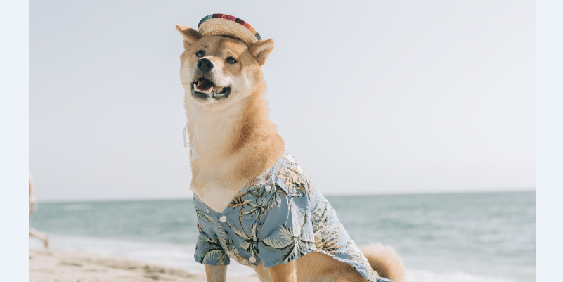 Intriguing Dog Trivia: Uncover the Secrets of Your Furry Companion