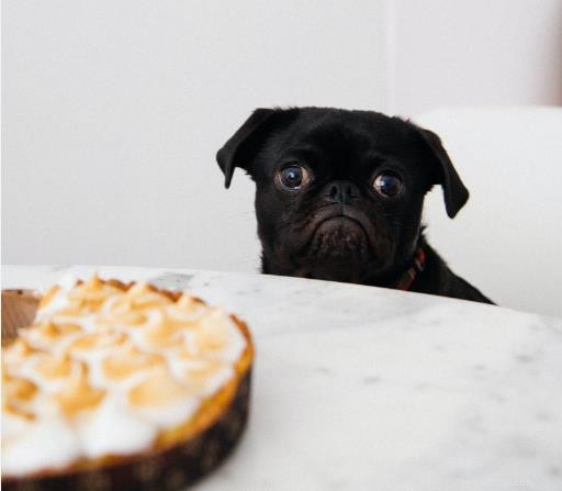 Essential Daily Care Tips for Dog Owners: Nutrition, Safety, and Bonding
