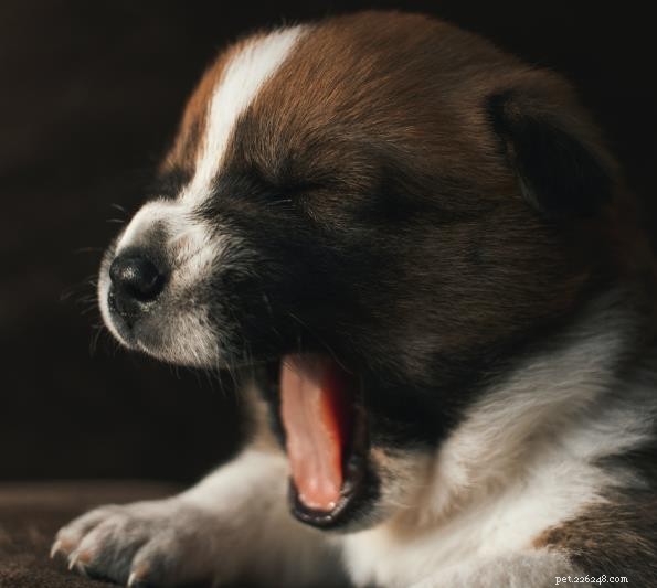 Essential Daily Care Tips for Dog Owners: Nutrition, Safety, and Bonding