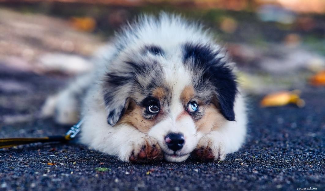 Essential Daily Care Tips for Dog Owners: Nutrition, Safety, and Bonding