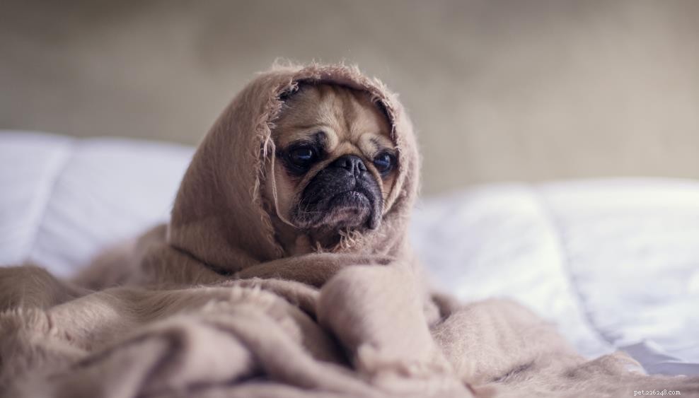 Essential Daily Care Tips for Dog Owners: Nutrition, Safety, and Bonding