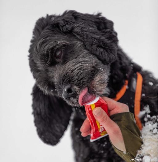 Essential Daily Care Tips for Dog Owners: Nutrition, Safety, and Bonding