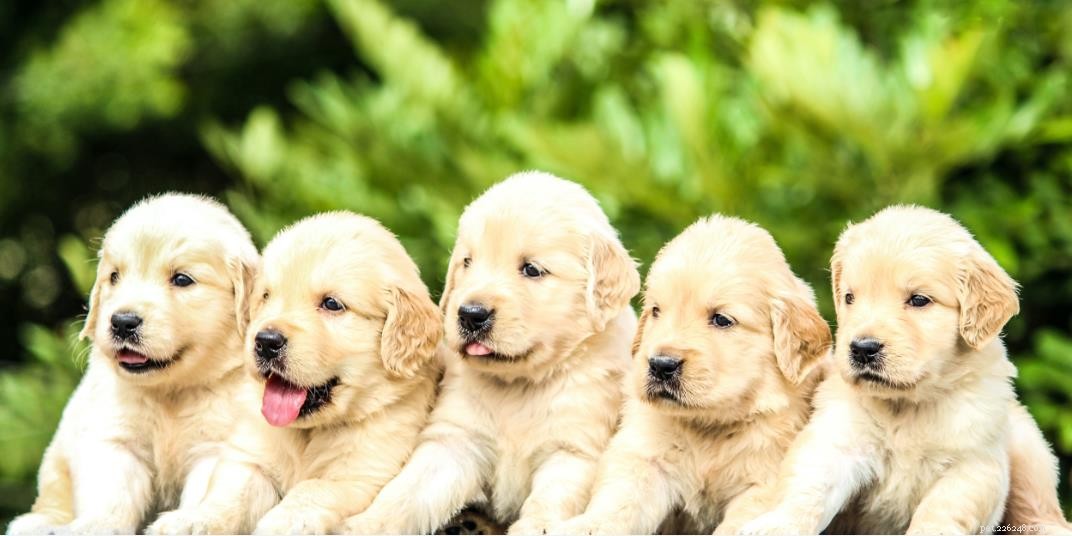 Essential Daily Care Tips for Dog Owners: Nutrition, Safety, and Bonding