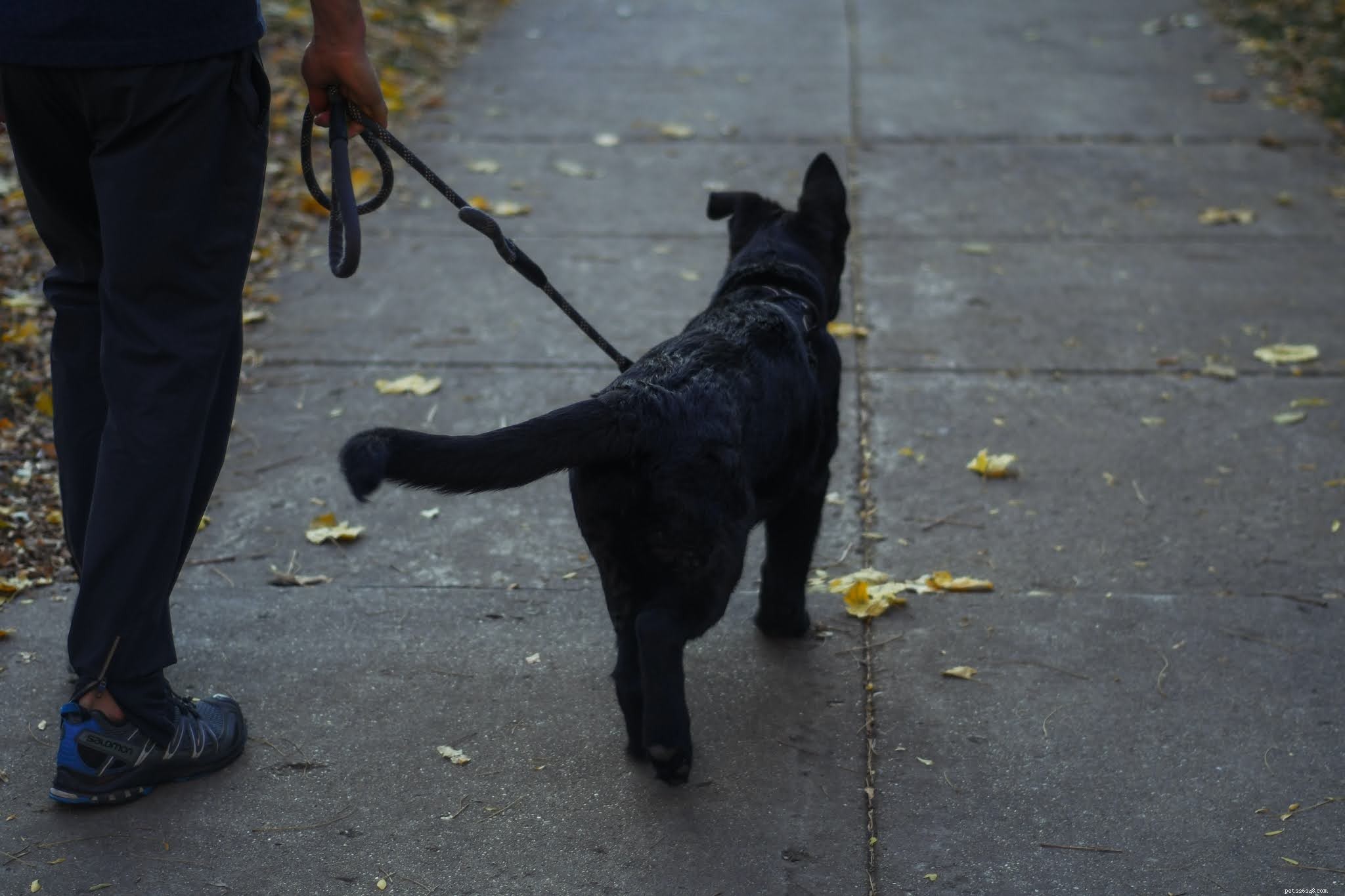Night Dog Walks: Risks & Essential Safety Tips for Pet Owners