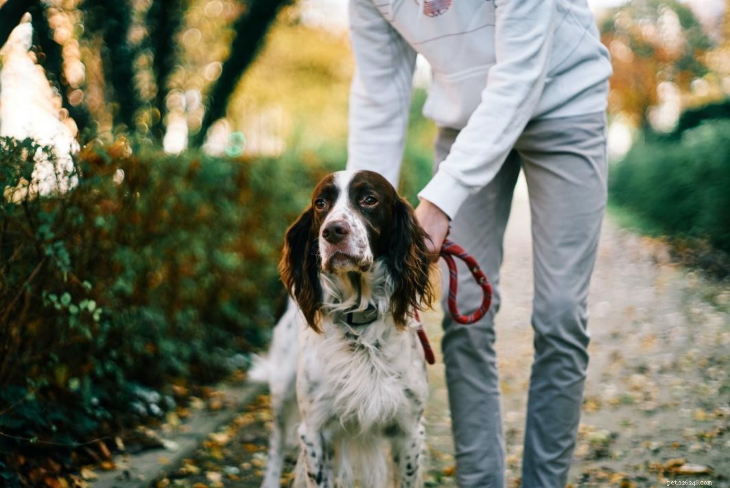 Night Dog Walks: Risks & Essential Safety Tips for Pet Owners