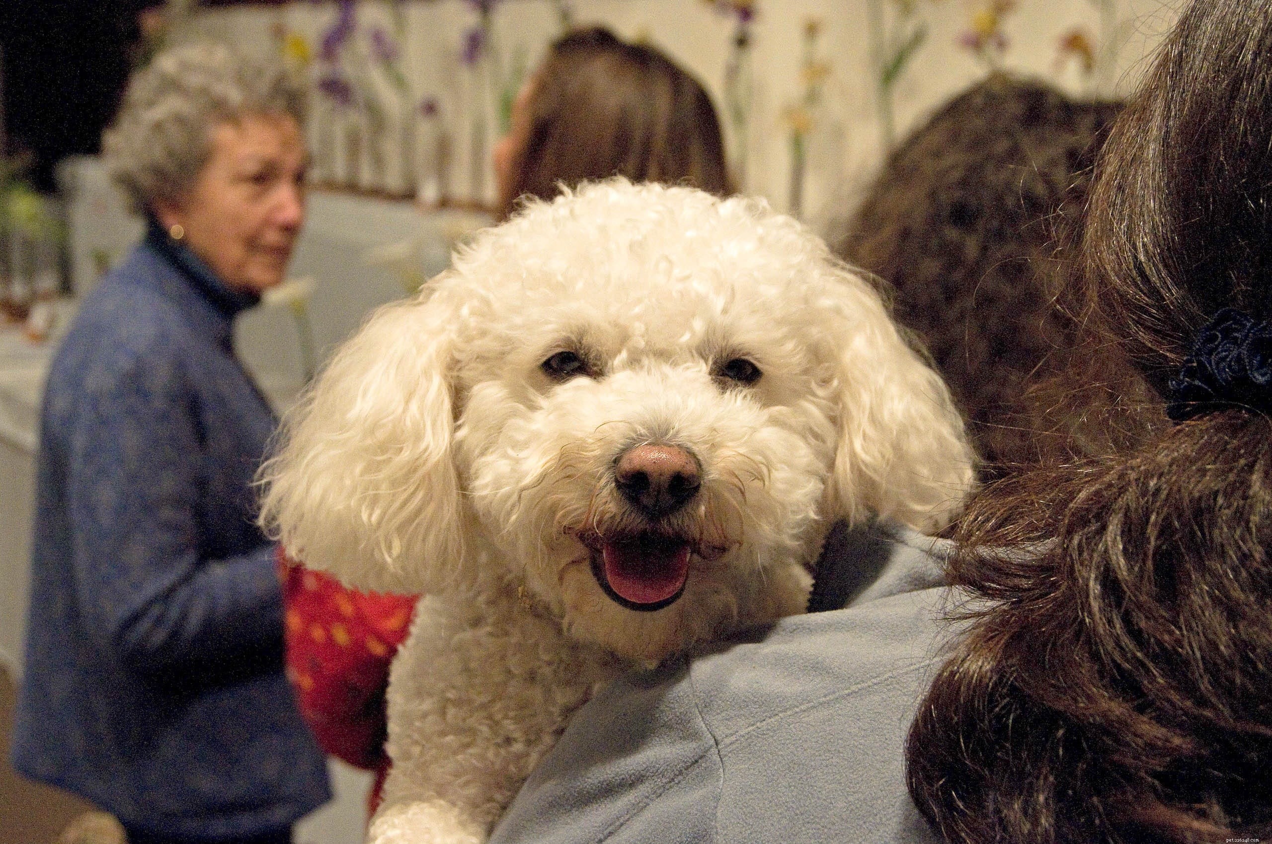 10 Essential Tips Every Dog Owner Should Know