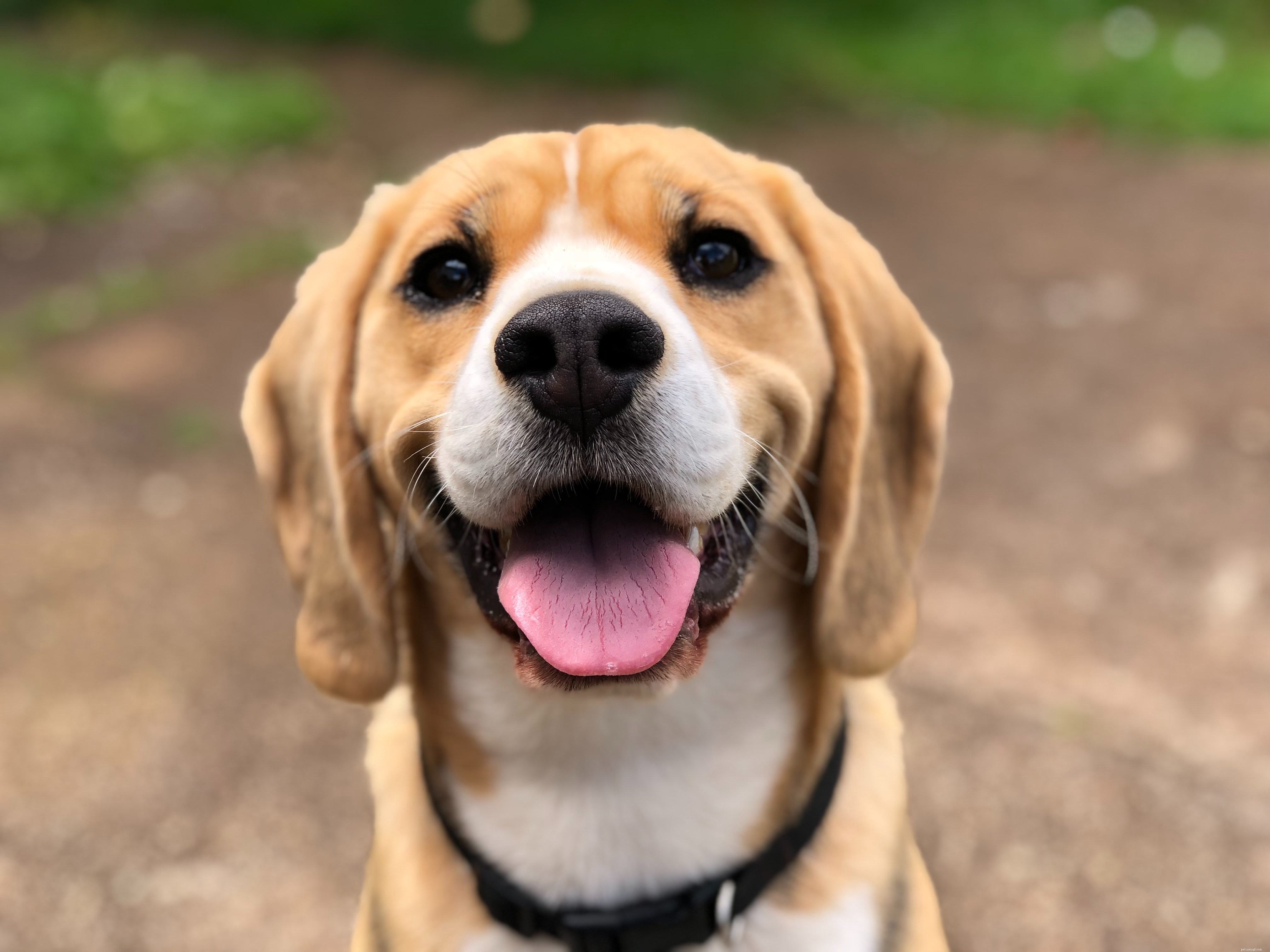 10 Essential Tips Every Dog Owner Should Know