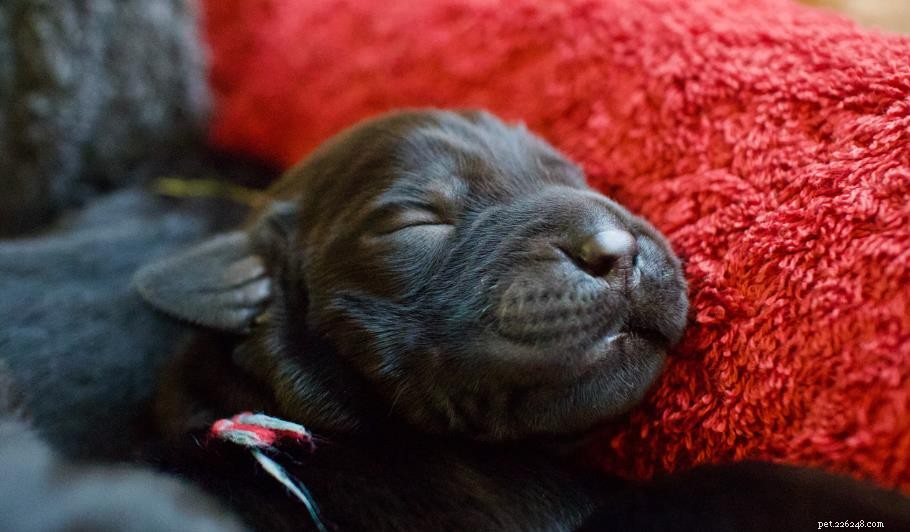 10 Essential Tips Every Dog Owner Should Know