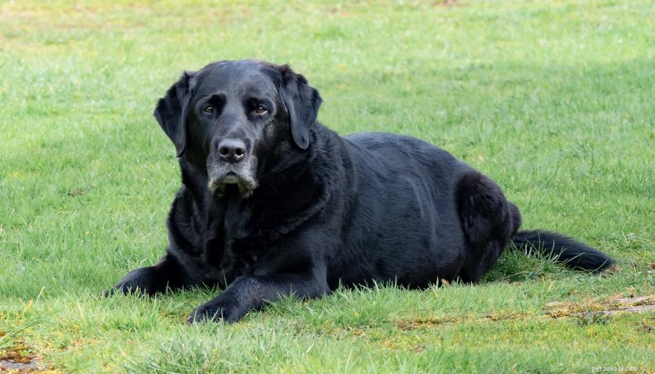 10 Essential Tips Every Dog Owner Should Know