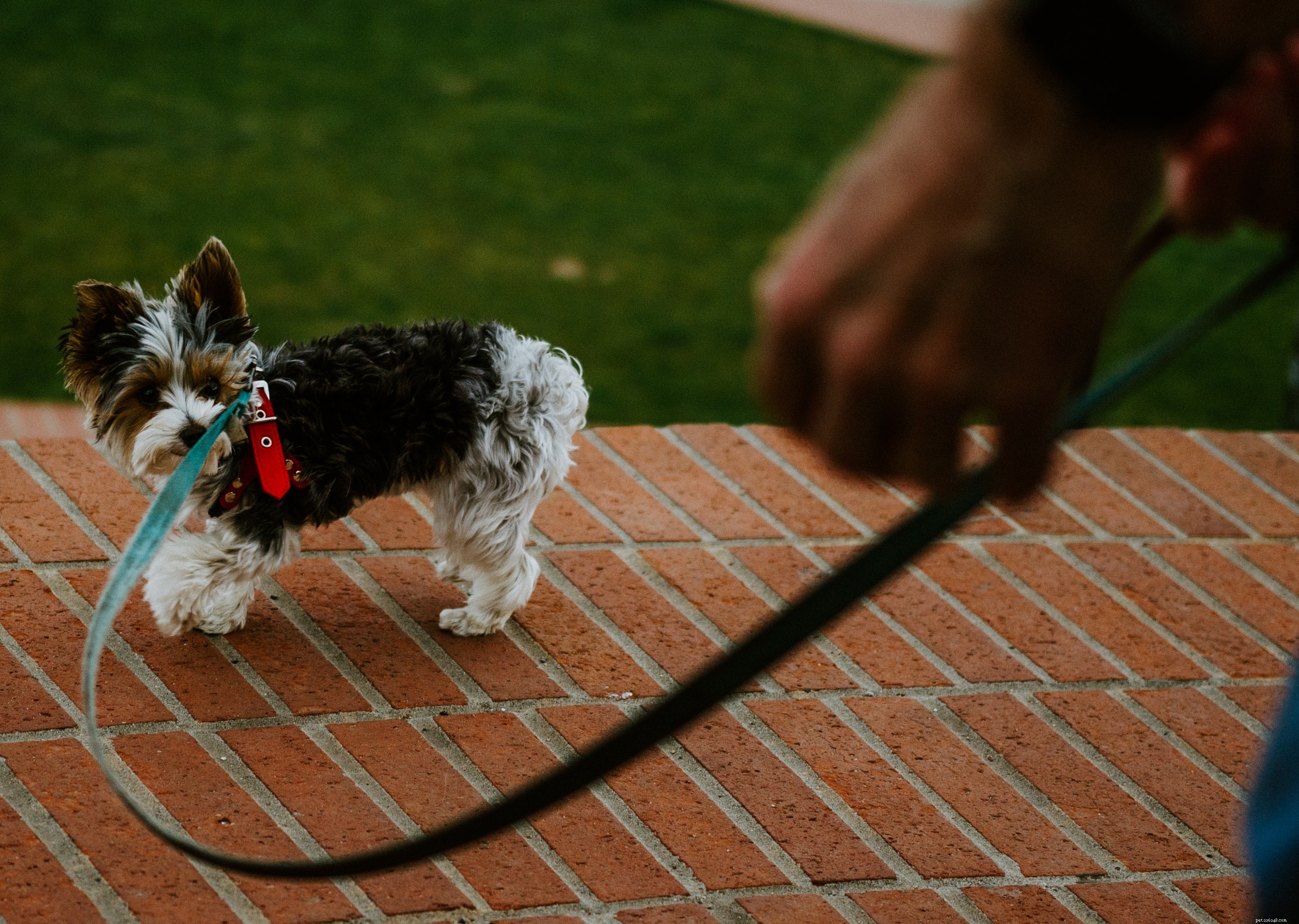 10 Essential Tips Every Dog Owner Should Know