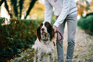 Proven Strategies for Training Your Puppy to Listen and Obey