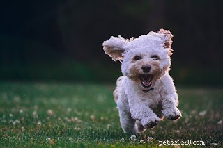 Proven Strategies for Training Your Puppy to Listen and Obey