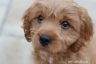 Proven Strategies for Training Your Puppy to Listen and Obey