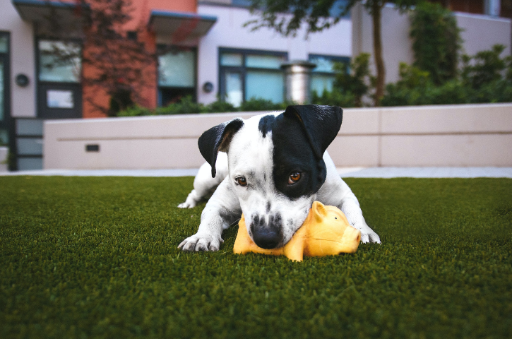 Choosing the Best Toys and Supplies for Your Dog: A Practical Guide