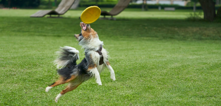 Choosing the Best Toys and Supplies for Your Dog: A Practical Guide