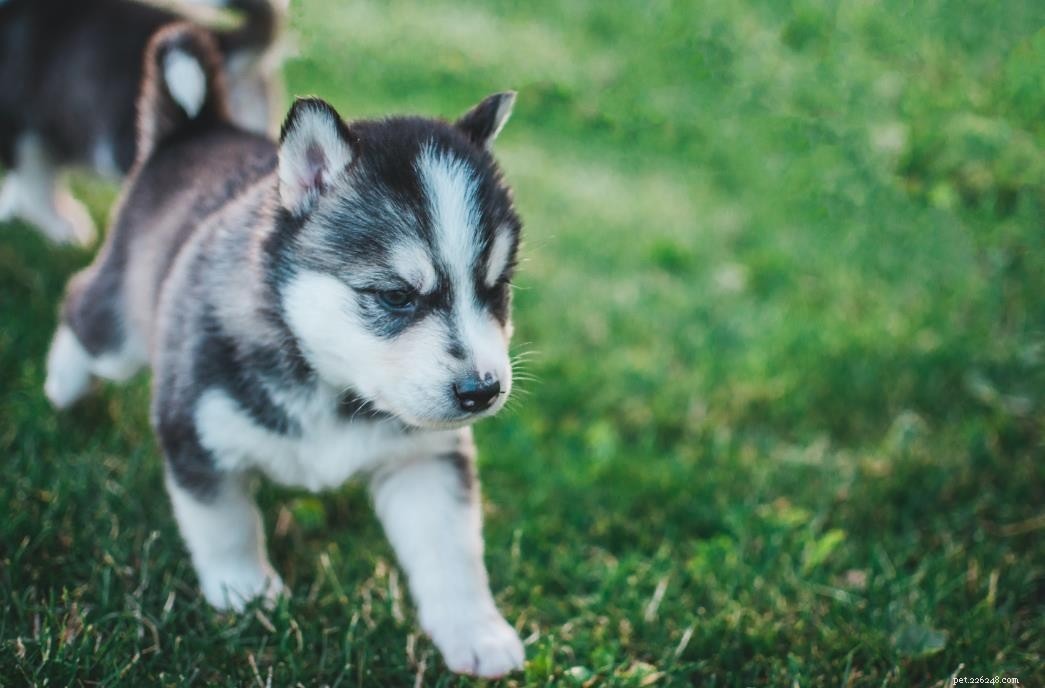 Choosing the Best Toys and Supplies for Your Dog: A Practical Guide