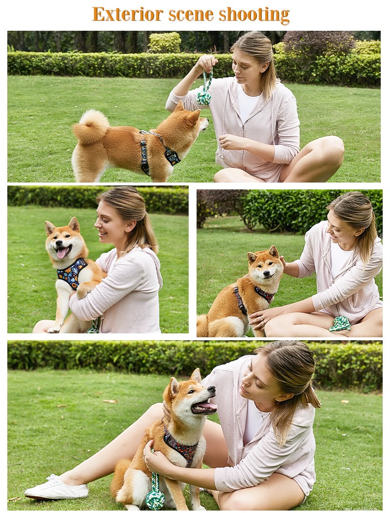 Choosing the Best Toys and Supplies for Your Dog: A Practical Guide
