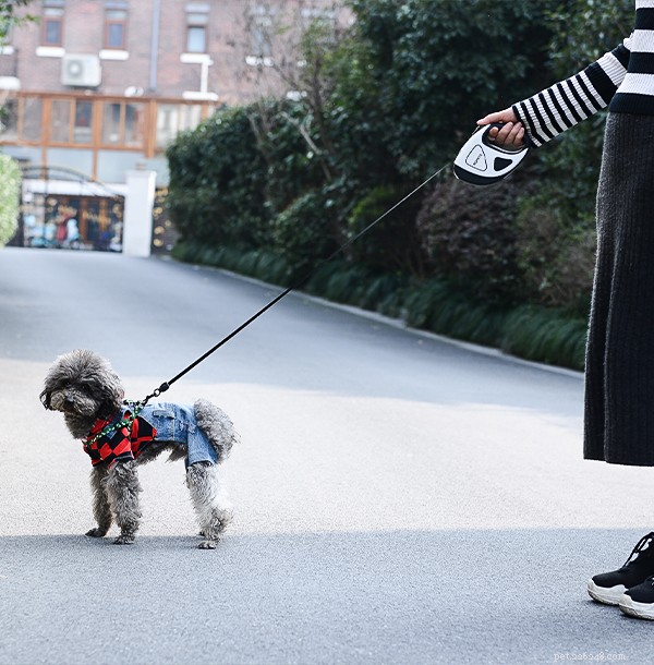 Why a Dog Leash Is Essential: Key Benefits for Safety and Control