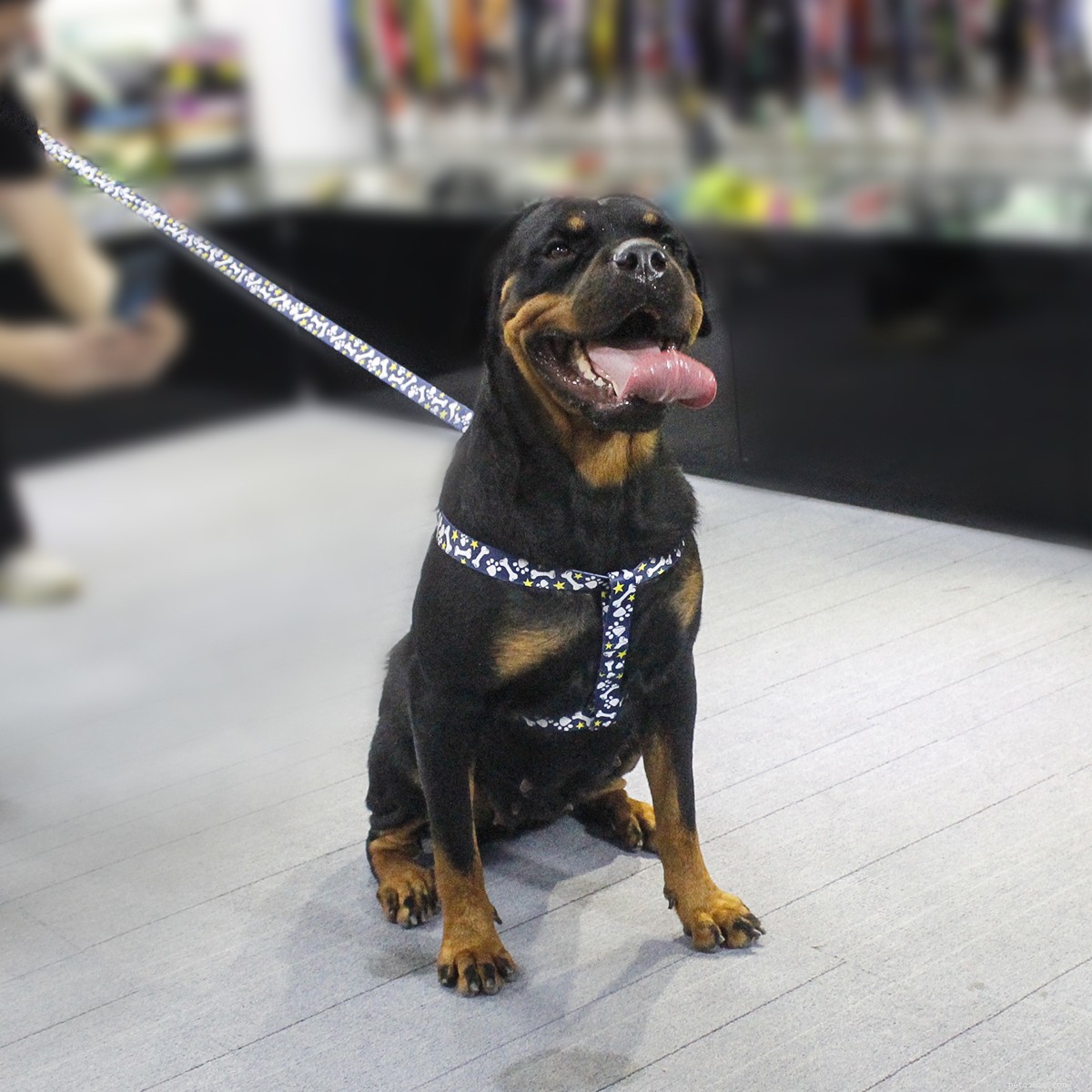 Why a Dog Leash Is Essential: Key Benefits for Safety and Control