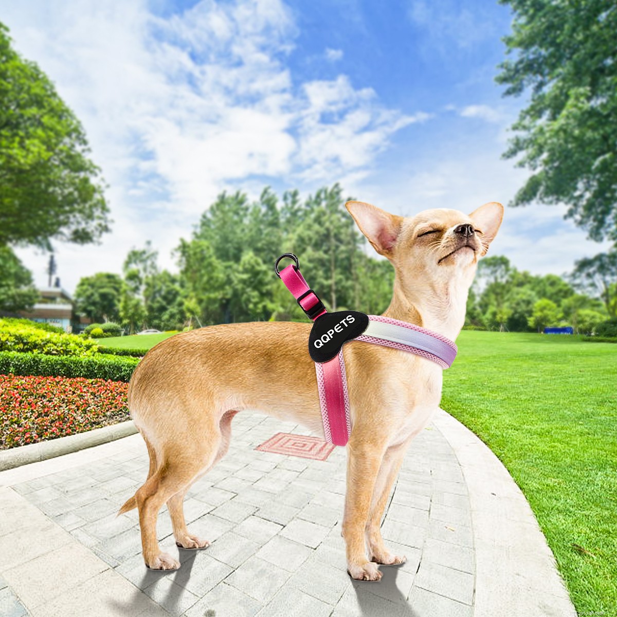 Why a Dog Leash Is Essential: Key Benefits for Safety and Control