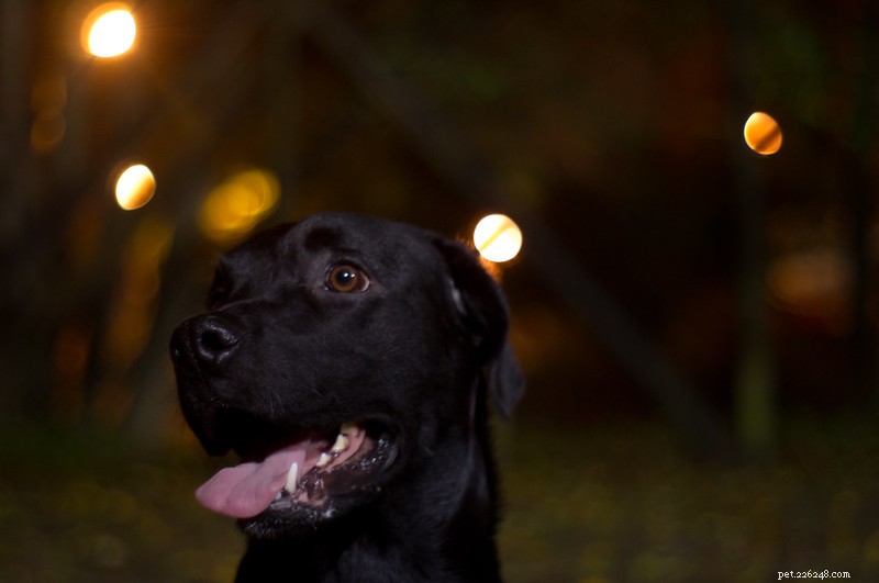 Four Essential Tips for Safely Walking Your Dog During Hot Summer Days